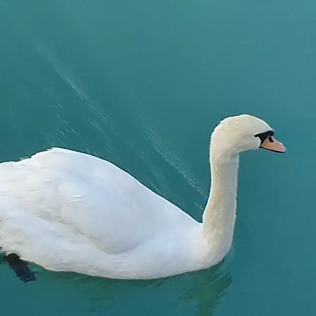 Garda Felice デセンツァーノ・デル・ガルダ